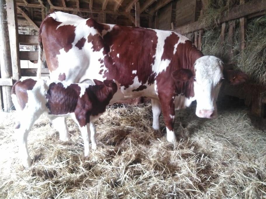 Gite A La Ferme, Avec Animaux, Fromages Et Nature Neuville-les-Decize Exterior foto