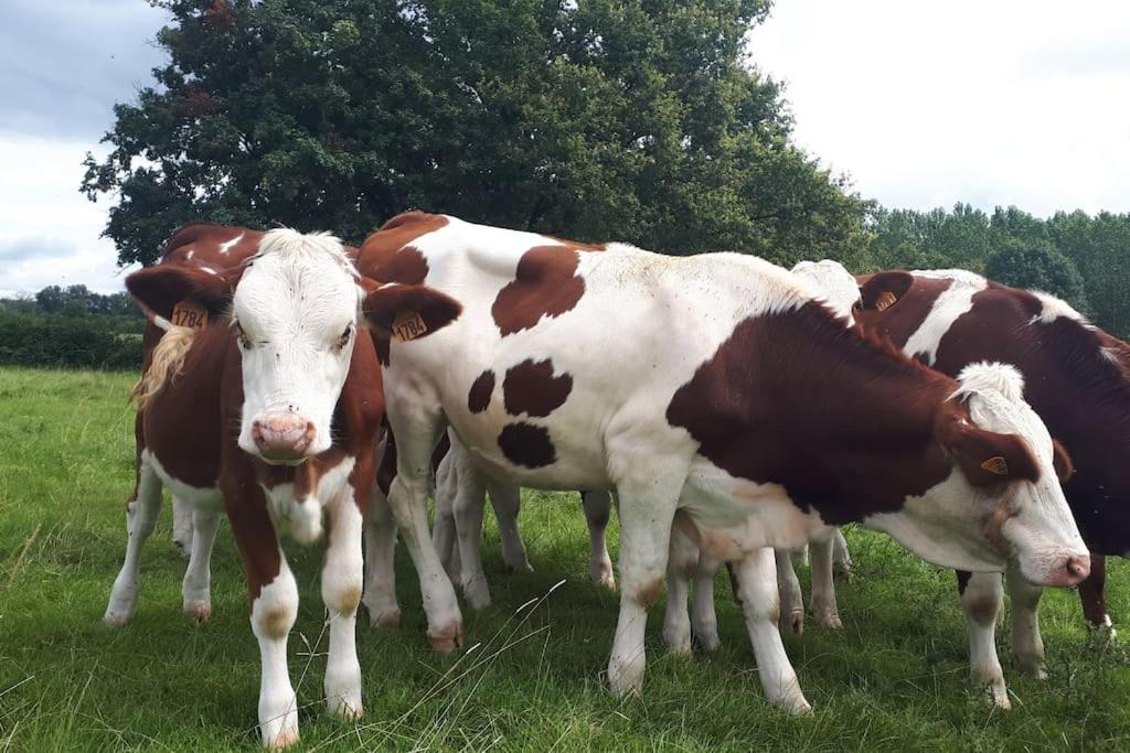 Gite A La Ferme, Avec Animaux, Fromages Et Nature Neuville-les-Decize Exterior foto