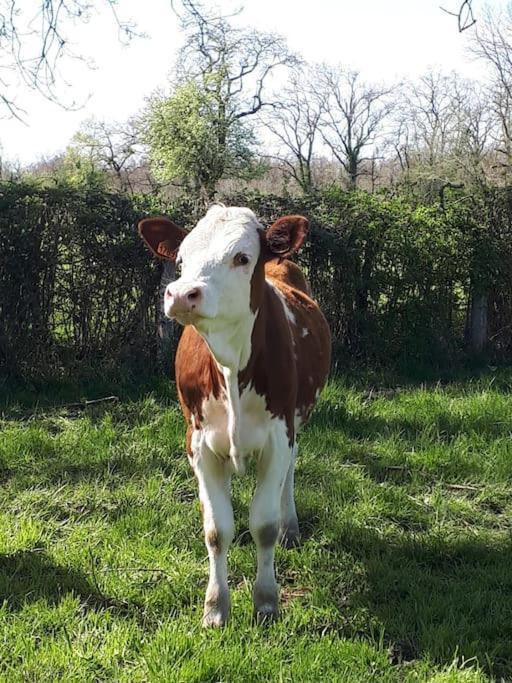 Gite A La Ferme, Avec Animaux, Fromages Et Nature Neuville-les-Decize Exterior foto